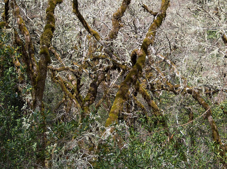 File:Bothe-Napa Valley State Park (01793).jpg