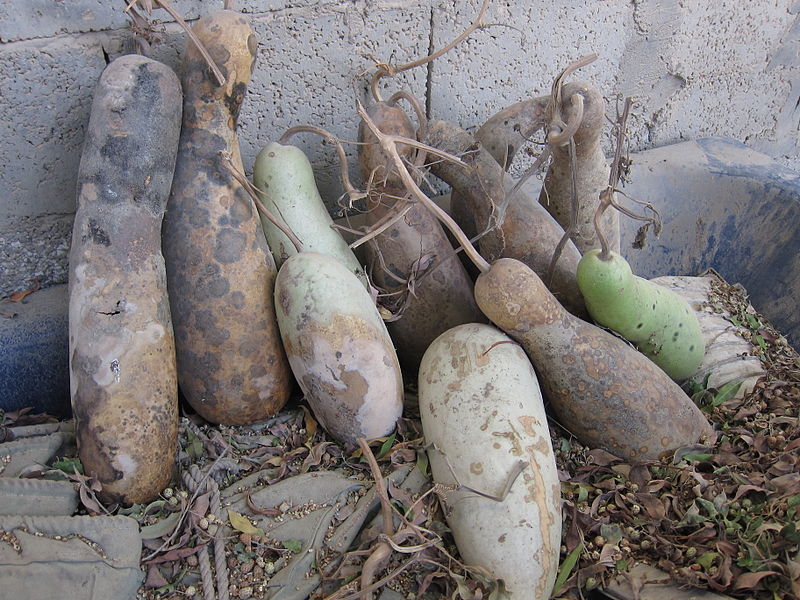 File:Bottle gourd - ചുരക്ക 02.JPG