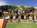 Bougainvillier - Bougainvillea par Gêt Fenyan