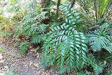 Bowenia serrulata growing in transition forest near Byfield, in the Capricornia region of Queensland, Australia Bowenia serrulata 6.JPG