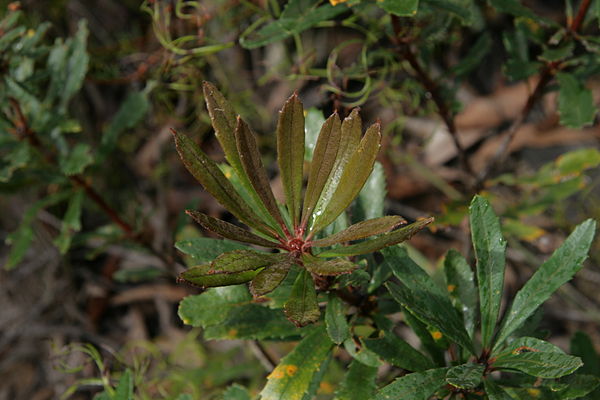 New growth of B. paludosa. Distinctively not hairy unlike B. oblongifolia or B. penicillata. Victoria Falls, Blue Mtns