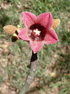 <i>Brachychiton discolor</i> Species of tree