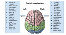 A stereotypical image of brain lateralisation - demonstrated to be false in neuroscientific research. Brain Lateralization.svg