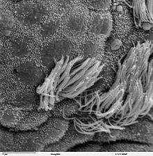 Microvilli sa dili ciliated bronciolar epithelium