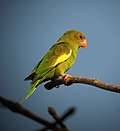 Brotogeris versicolurus Periquito aliblanco Canary-winged Parakeet (8614901936).jpg