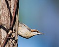 Thumbnail for File:Brown-headed Nuthatch (11288229396).jpg