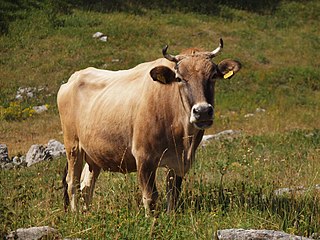 Buša Breed of cattle