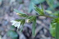 Buglossoides tenuiflora