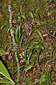 Bulbophyllum japonicum