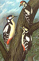 male (left), female (right) and young (up)
