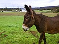 Refraneiro galego sobre o burro