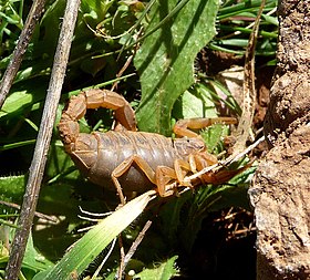 Buthus atlantis.^ Scorpion - Flickr - gailhampshire.jpg