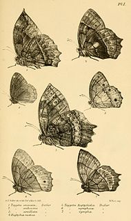 <i>Forsterinaria</i> Genus of butterflies