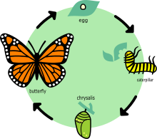 Life cycle of the monarch butterfly Butterfly life cycle diagram in English.svg