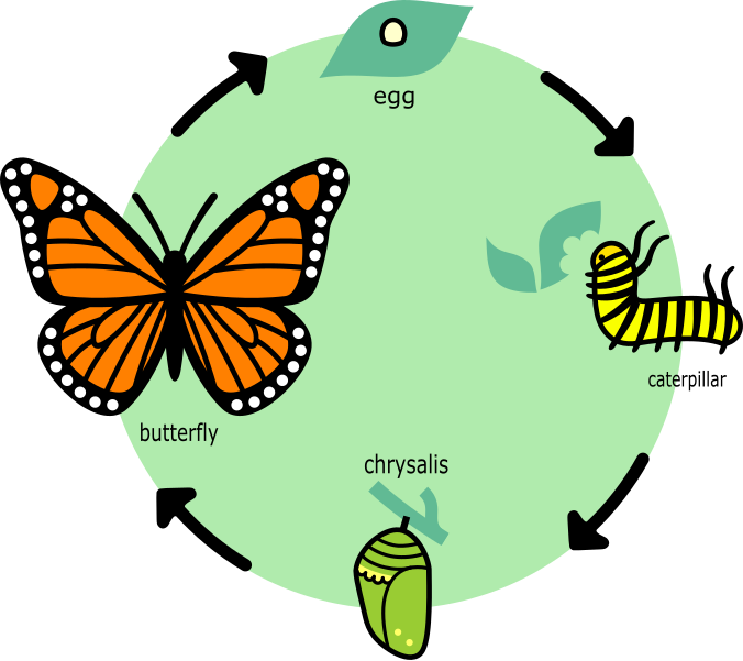 File:Butterfly life cycle diagram in English.svg