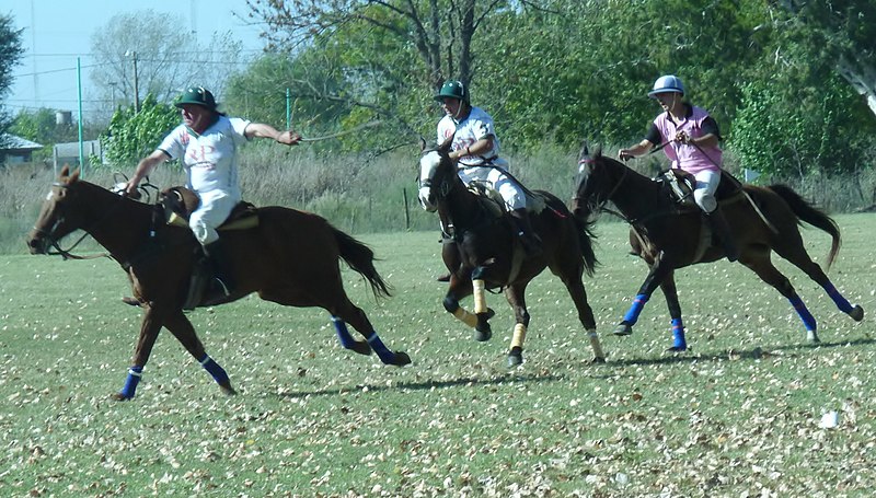 File:CABALLOS- LA TOTORA- CLUB DE PATO - panoramio.jpg