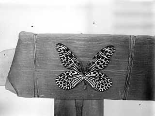 <i>Idea stolli</i> Species of butterfly