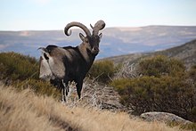 Capra pyrenaica victoriae. Sierra de Gredos