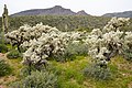 Cactus Foothills Jewel Creek Arizona Mar23 A7R 04402.jpg