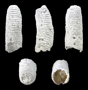 Fossil, Pliocene, Florida Caecum cinctum 01.jpg