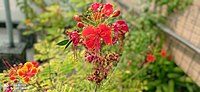 Caesalpinia_pulcherrima