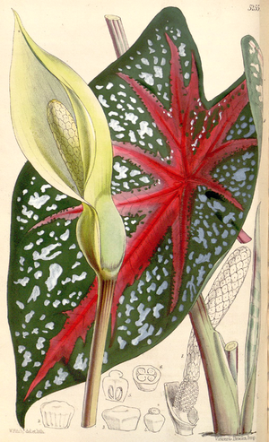 Caladium bicolor CBM.png