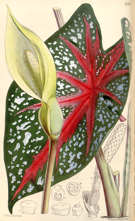 Tập_tin:Caladium_bicolor_CBM.png