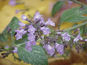 Calamintha grandiflora