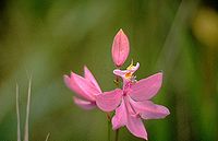 Calopogon