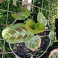 Calathea leouconera green line.jpg