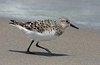 Calidris alba