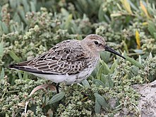 Bird near the end of post-juvenile moult to first-winter plumage, Wales