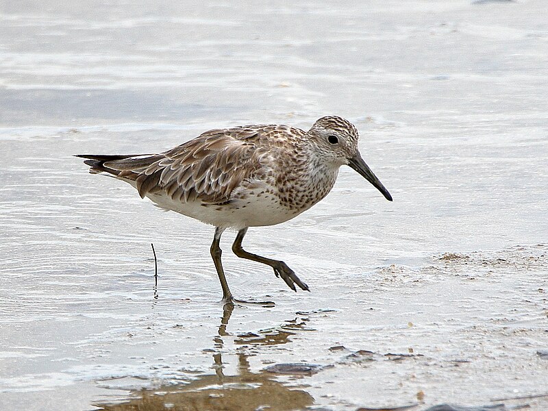 File:Calidris tenuirostris 110734279.jpg