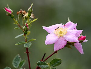 California wild rose.jpg