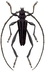 Miniatura para Callichroma cyanomelas