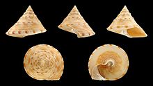 Calliostoma formosense 01.JPG 