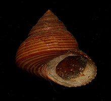 Shell and operculum of Calliostoma ligatum (Gould, 1849) Calliostoma ligatum with operculum.jpg