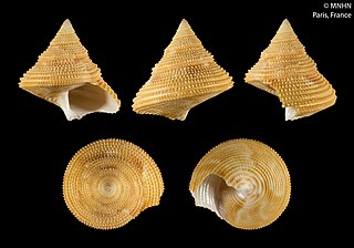 <i>Calliostoma vaubanoides</i> Species of gastropod