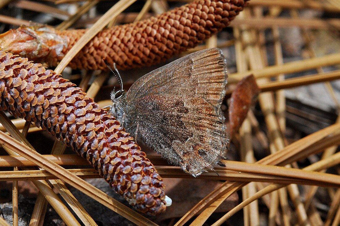 Callophrys irus