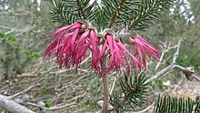 Calothamnus rupestris flowers (6368273207).jpg