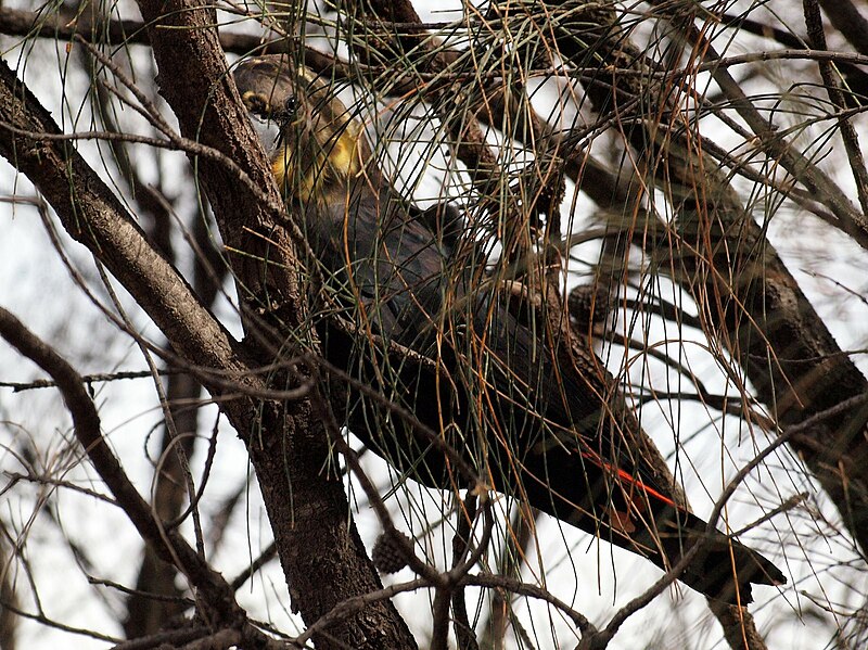 File:Calyptorhynchus lathami -Mount Ainslie, Canberra, Australia -female-8.jpg