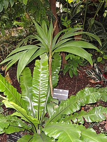 Calyptrocalyx hollrungii - Ботаническа градина в Денвър - DSC00893.JPG