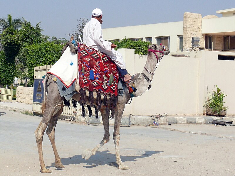 File:Camel in Egypt (9200945576).jpg