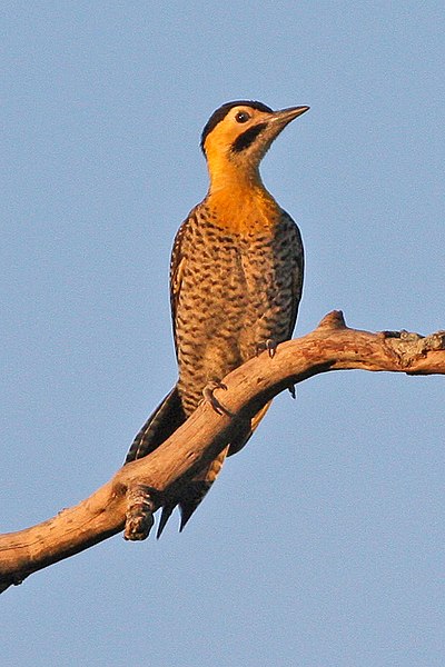 File:Campo Flicker (Colaptes campestris) (8077679024).jpg