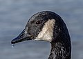 * Nomination Canada goose, Lake Windermere, England --Podzemnik 07:28, 23 January 2019 (UTC) * Promotion Good quality. --Paris Orlando 09:46, 23 January 2019 (UTC)