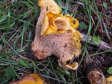 Pinkish hue on false gills