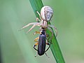 Cantharis nigricans (Müller, 1776) & Xysticus ulmi (Hahn, 1831)