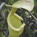 Een roodbaard-bromvlieg voedt zich met de nectar van Nepenthes rafflesiana.