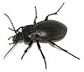 Carabus nemoralis WP - (kerbtier.de: Art sicher) Category in Commons