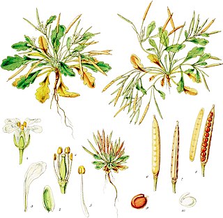 <i>Cardamine depressa</i>